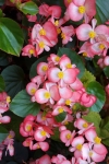 Begonia bicolor