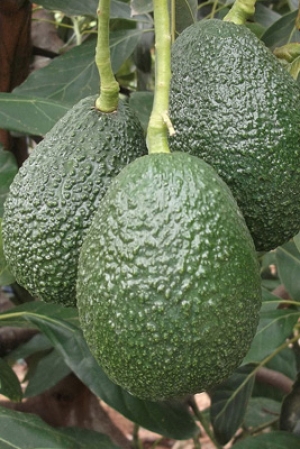 Aguacate negro