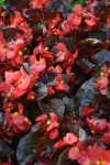 Begonia roja