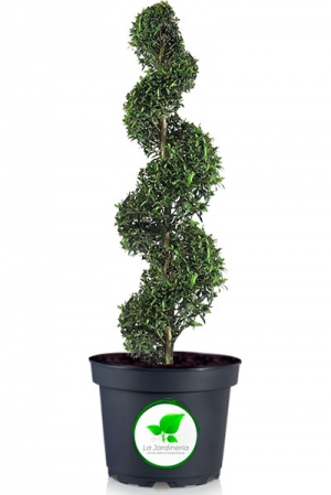 Eugenia espiral