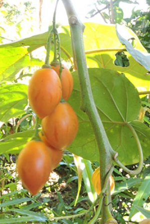 Tomate de árbol