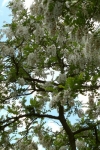 Acacia blanca