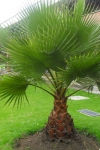 Palma abanico