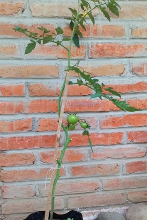 Tomate riñon