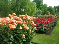 Rosas para el diseño de tu jardín