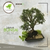 Bonsai Buxus