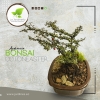 Bonsai Cotoneaster