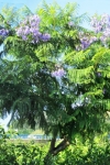 Acacia lila