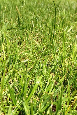 Césped Kikuyo